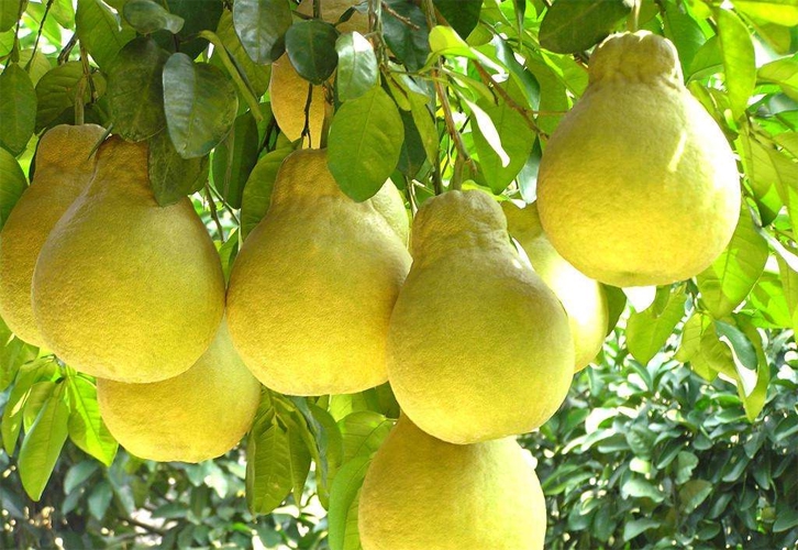 四川原森態(tài)農(nóng)業(yè)開(kāi)發(fā)有限公司簡(jiǎn)介